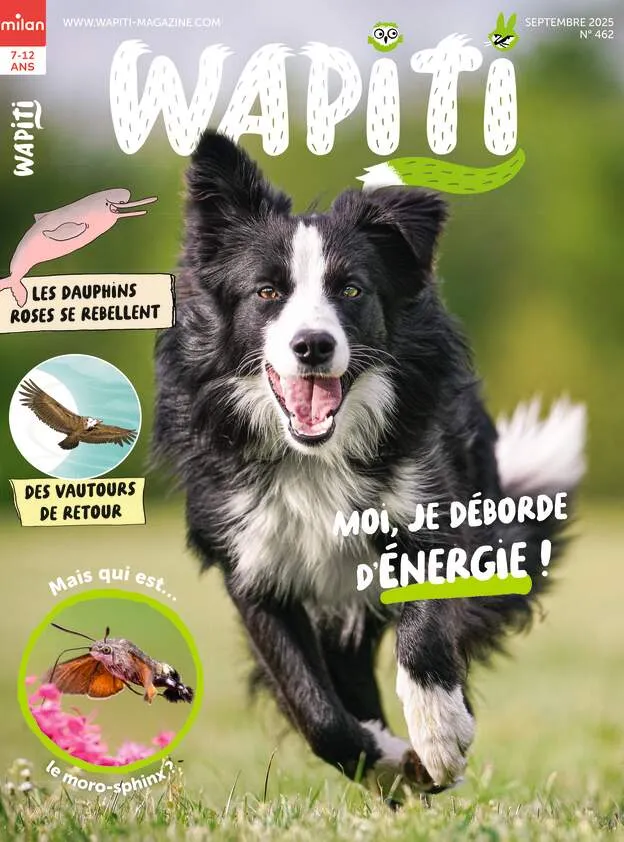 Wapiti - Wapiti