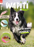 Wapiti