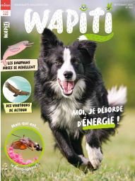 Wapiti