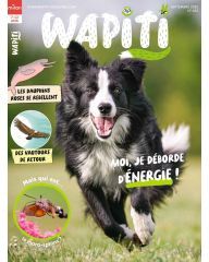 Wapiti