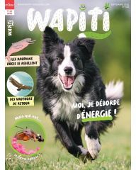 Wapiti