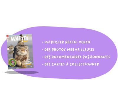 Wapiti - 1an - 12 n°