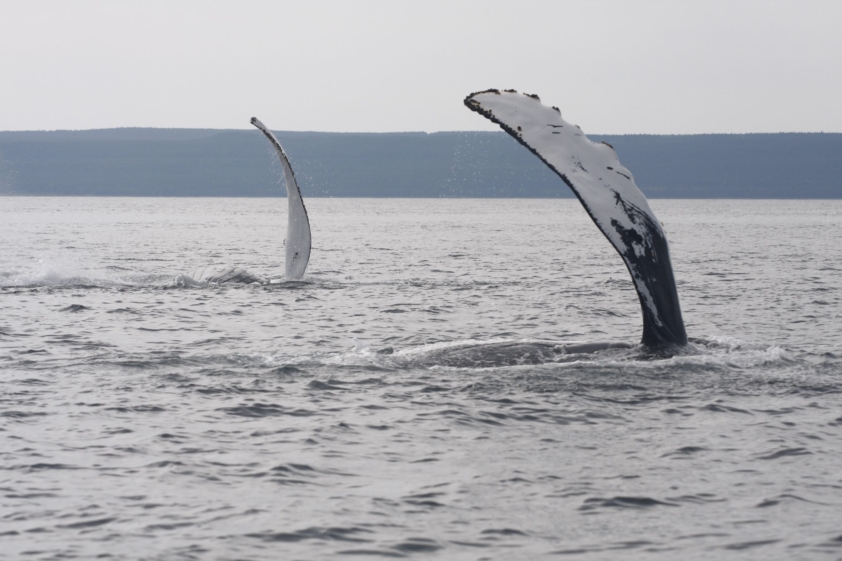 baleine à bosse flipper slapping