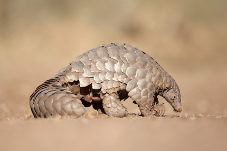 pangolin animal habitat, alimentation, fiche animal