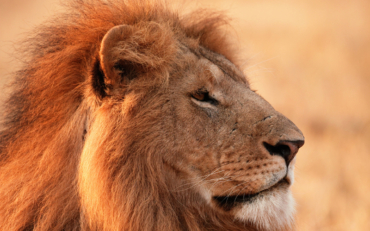 lion wapiti 400