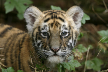 Bébé tigre dans la jungle, en Inde