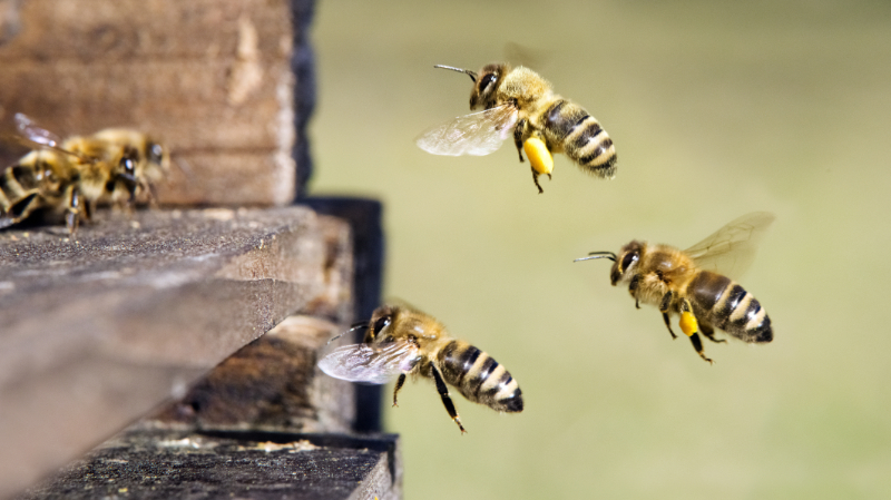 Butineuses de retour à la ruche.