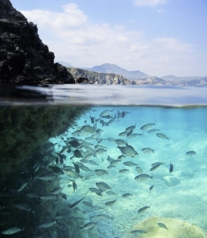 Un océan de biodiversité © amocean/Getty-Images