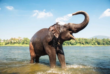 Et splash, une bonne douche ! © Gilitukha/iStock