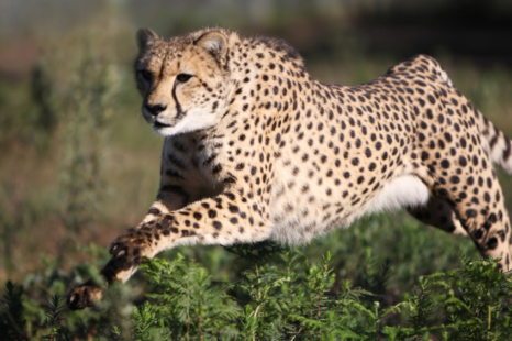 Le guépard, très rapide… pour tourner !