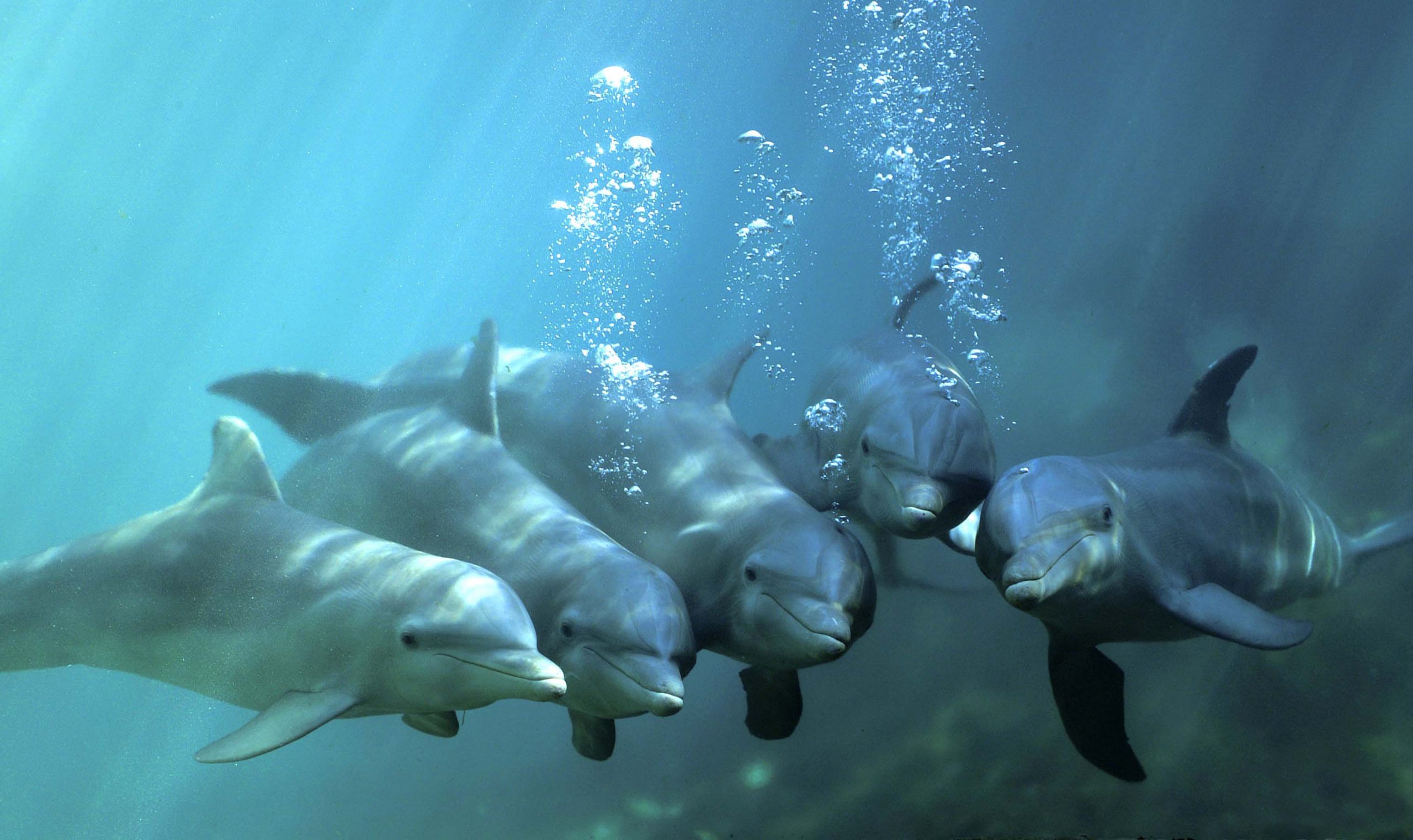 Diaporama : rencontre les animaux du sanctuaire marin Pelagos !