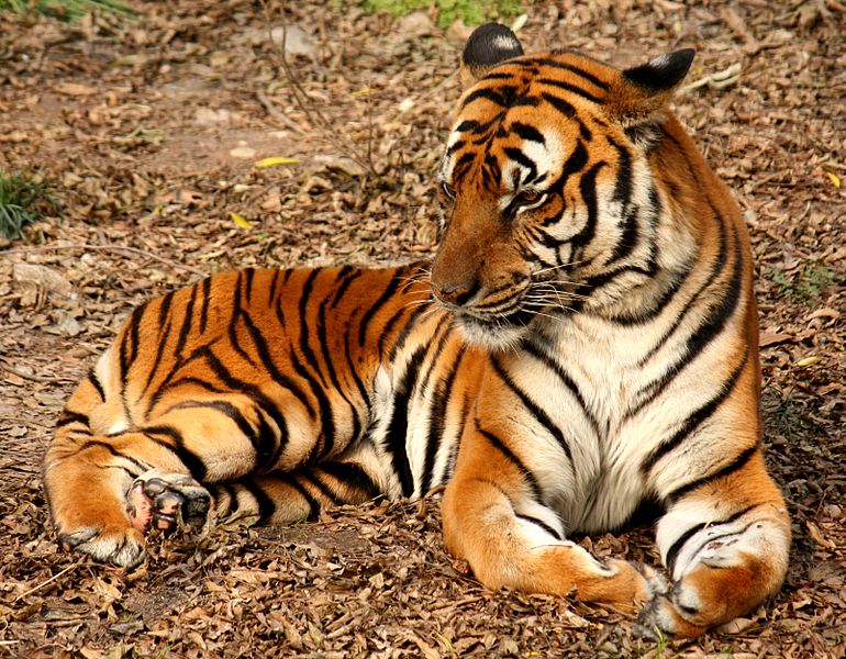 © J. Patrick Fischer : tigre de Chine méridionale dans le zoo de Shanghai
