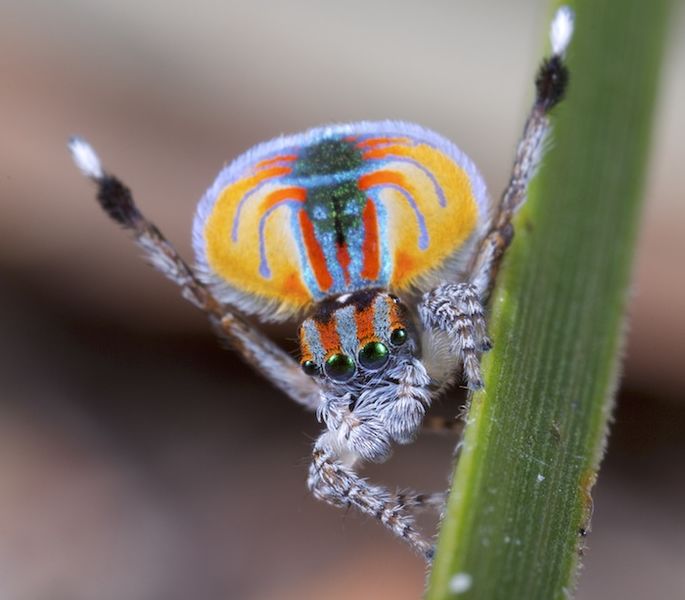 L'araignée paon fait une danse endiablée et colorée © Jürgen Otto/Wikimedia