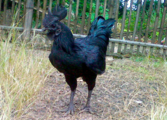 Ça alors, une poule noire de la tête aux pattes ! © Kangwira ayam cemani