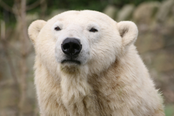 © LindaMore/iStock L'ours polaire souffre du réchauffement climatique