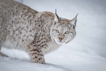 Lynx boréal, plus grand félin d'Europe © Neil_Burton/iStock