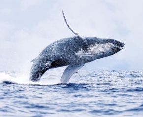 Attention au splaaash de la baleine !! © PaulWolf/iStock