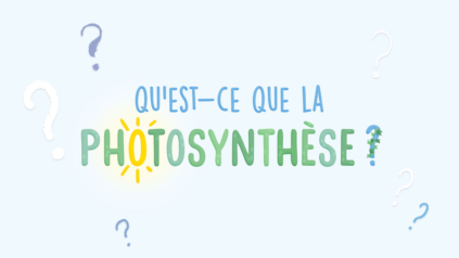 Photosynthese_01