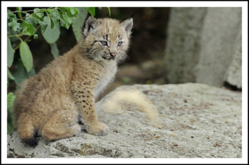 Ragnar, petit lynx, au Parc zoologique de Paris.
