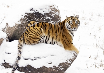 Il reste moins de 400 tigres de Sibérie en liberté © andy2673/iStock