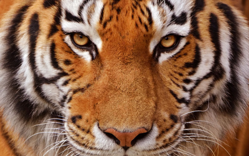Le tigre, un superbe félin dont la population augmente au Népal. © Freder/Getty Images