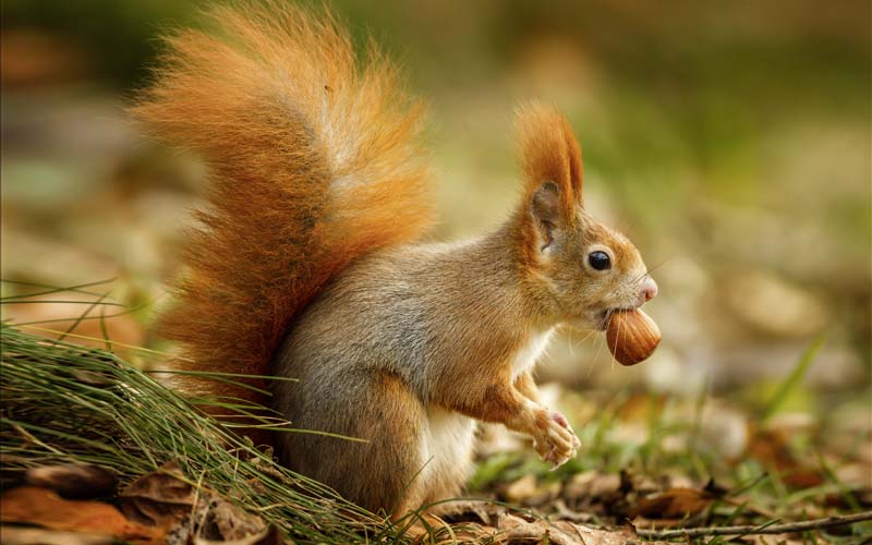 Un écureuil à La Recherche De Nourriture Dans Le Parc