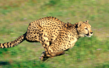 Quand le guépard s'élance derrière une proie, il atteint la vitesse record de 110 km/h !