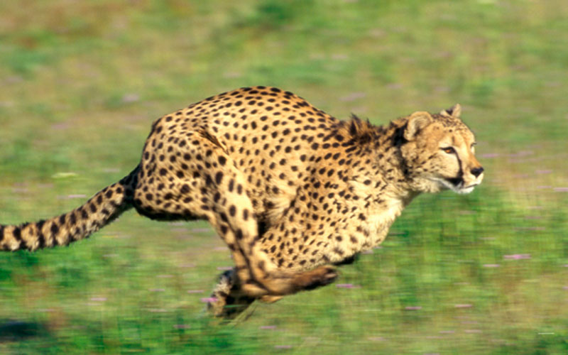 Quand le guépard s'élance derrière une proie, il atteint la vitesse record de 110 km/h !