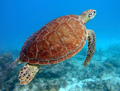 Tortue caouanne dans l'Océan.