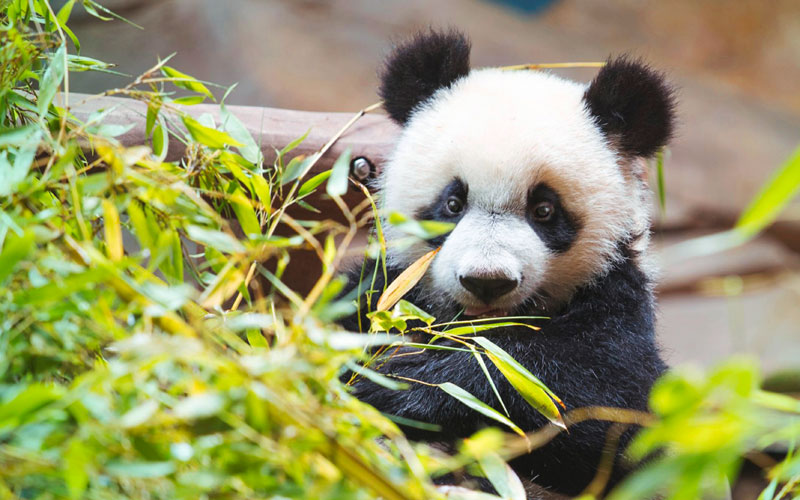 Yuan Meng vient d'être élu personnalité panda de l'année. Bravo ! © ZooParc de Beauval