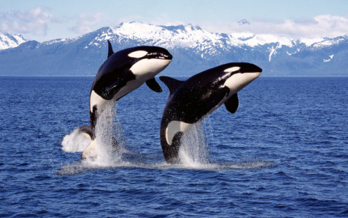 Les orques se déplacent tout le temps à plusieurs. © slowmotiongli/Adobe Stock.