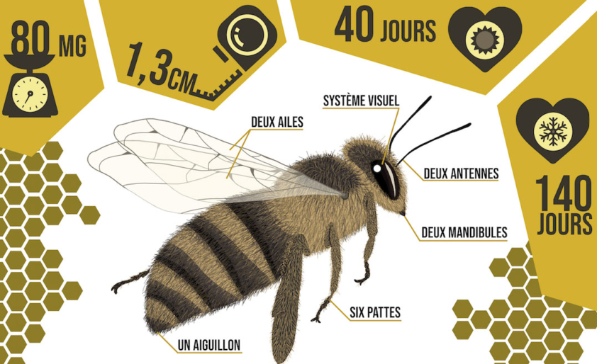 abeilles, biodiversité, Wapiti Magazine