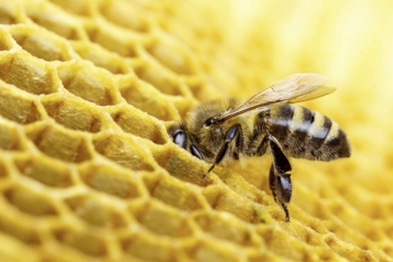 Dans la nature ou dans la ruche, l'abeille est toujours à l'œuvre ! © Valengilda/iStock.