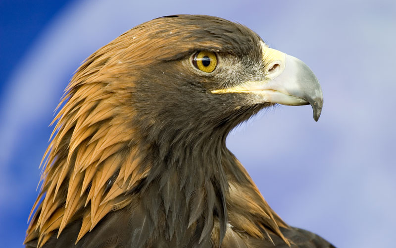 Rien n'échappe au regard perçant de l'aigle royal ! © sherwoodimagery/iStock