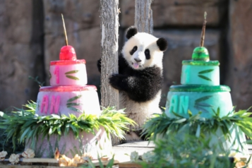 Anniversaire des jumelles panda à beauval.
