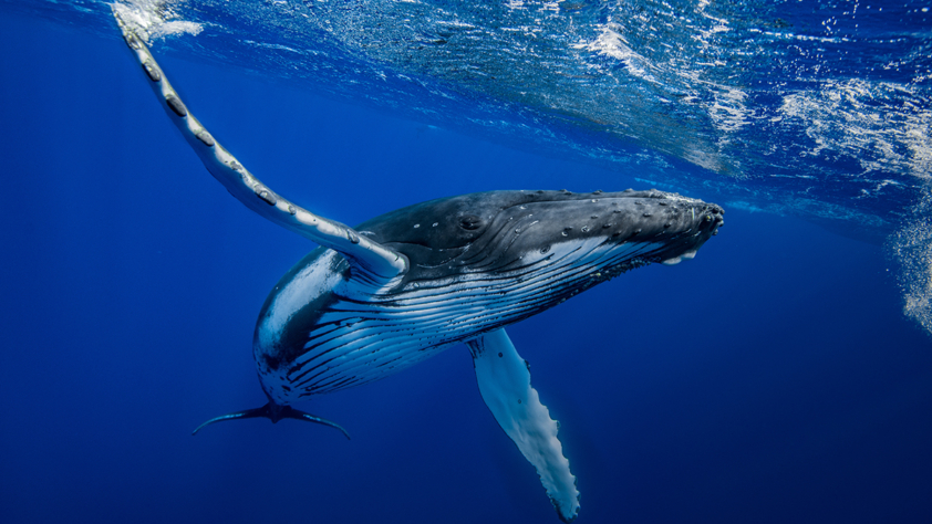 Baleine à bosse Wapiti