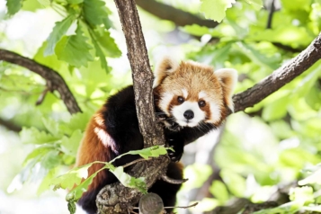 Panda roux perché dans une forêt de bambous