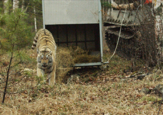 Relâcher d'une tigresse de Sibérie