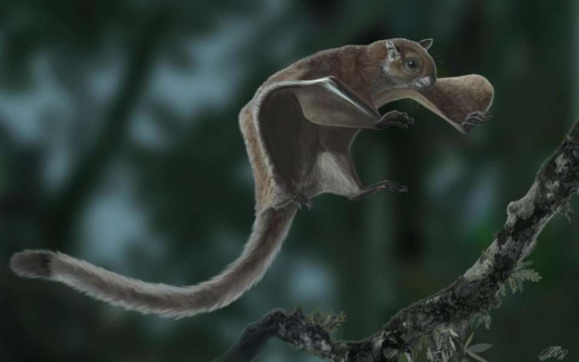 découverte du plus ancien fossile d'écureuil volant