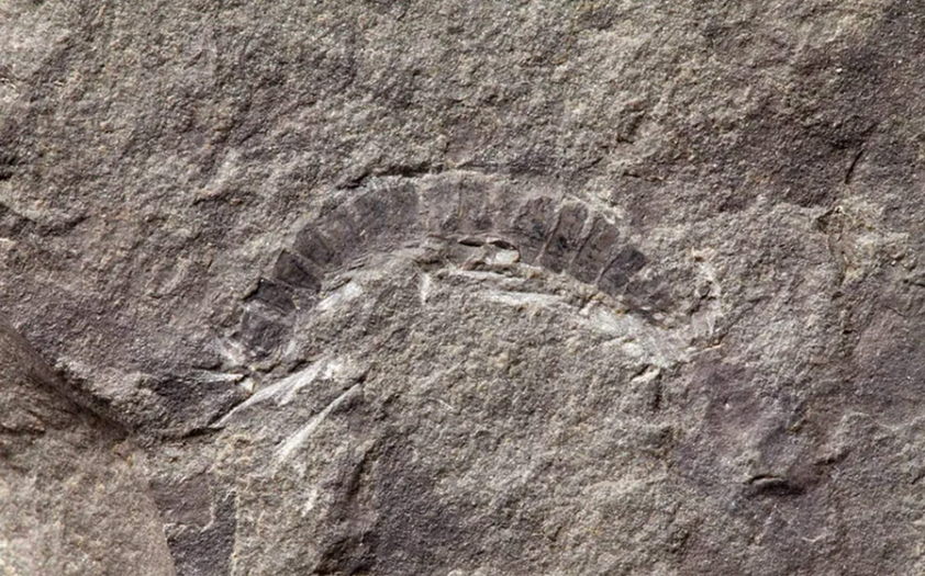 Fossile découvert en Écosse