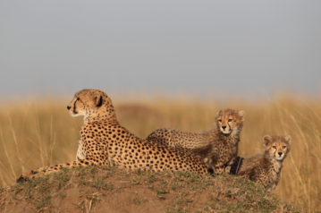 Les jeunes guépards sont dépendants de leur mère pendant leurs premiers mois. © DR_Cheetah For Ever