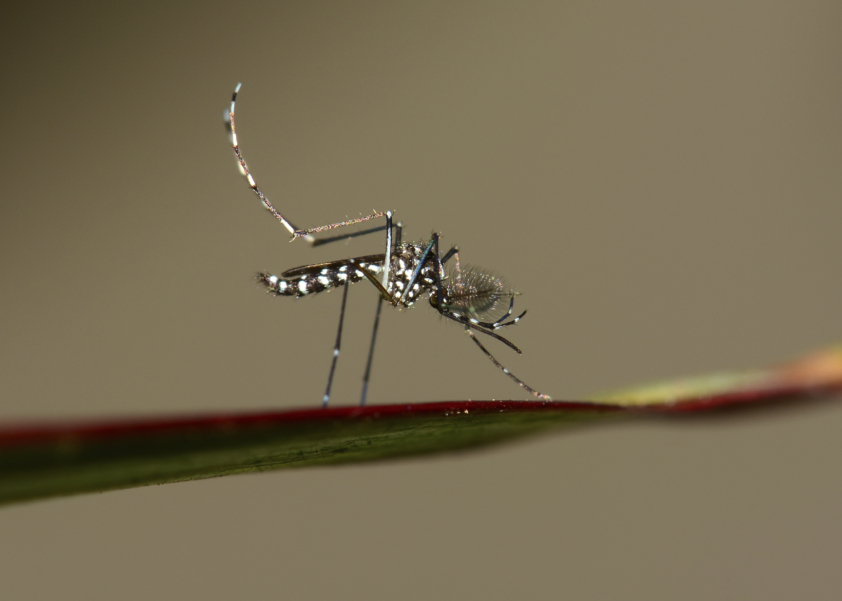 © iStock / IMNATURE : le moustique tigre