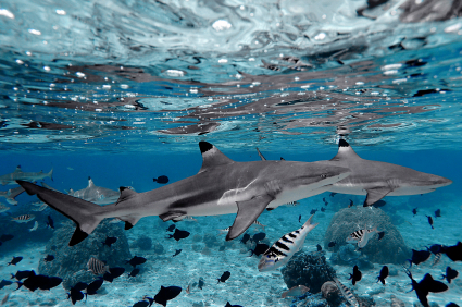 requins polynesie