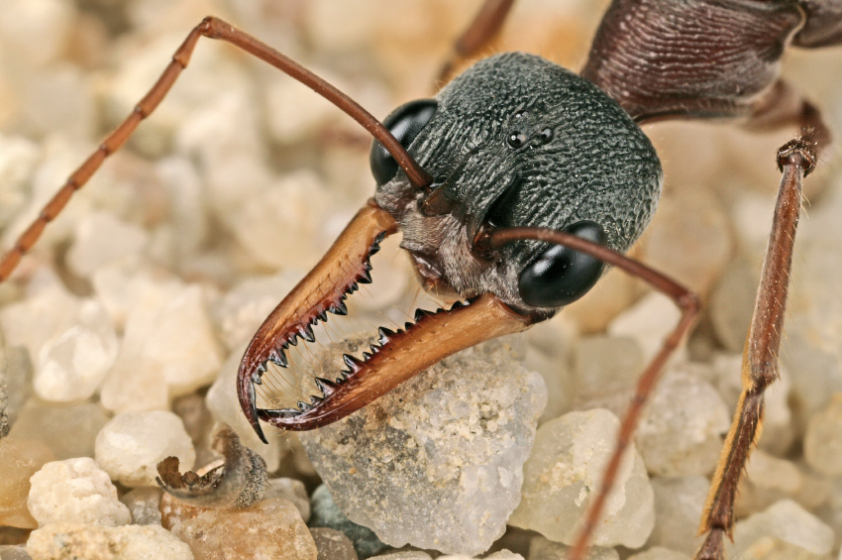 La fourmi agent secret, kidnappeuse et barbare est arrivée © mccphoto/iStock