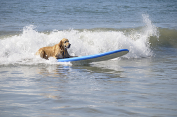 Un chien fait du surf
