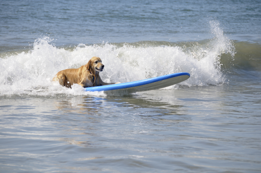 Un chien fait du surf