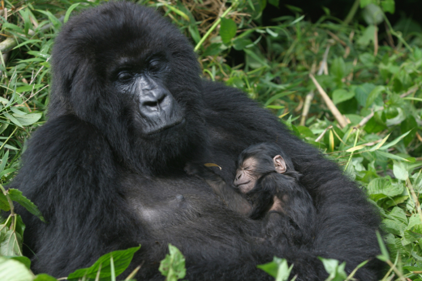 Femelle gorille et son bébé