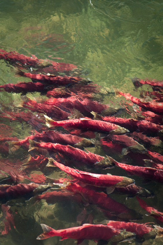 saumons rouges en migration