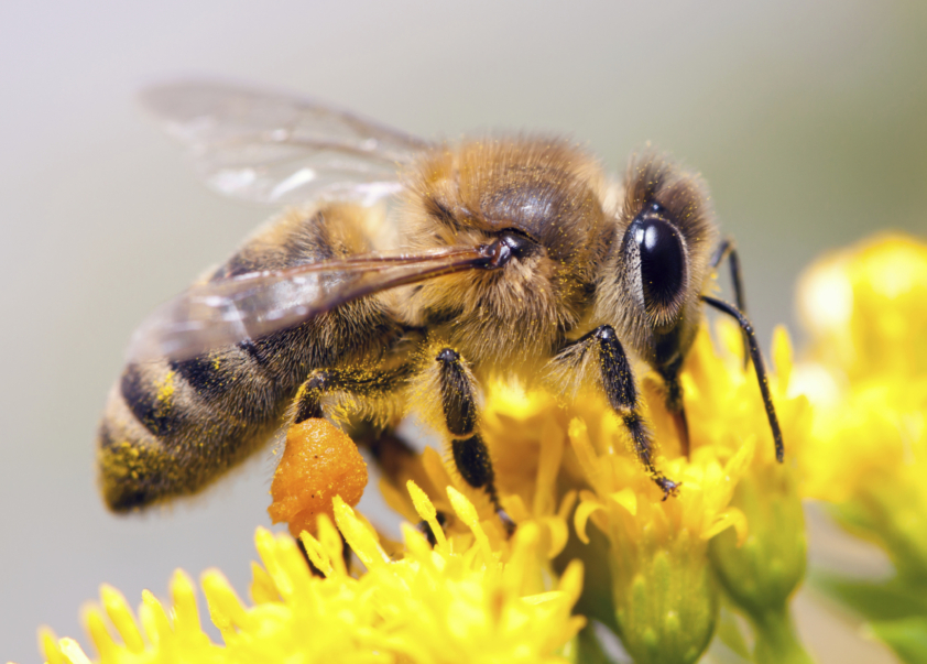 Les abeilles et la pollinisation en danger ©iStock/Laures