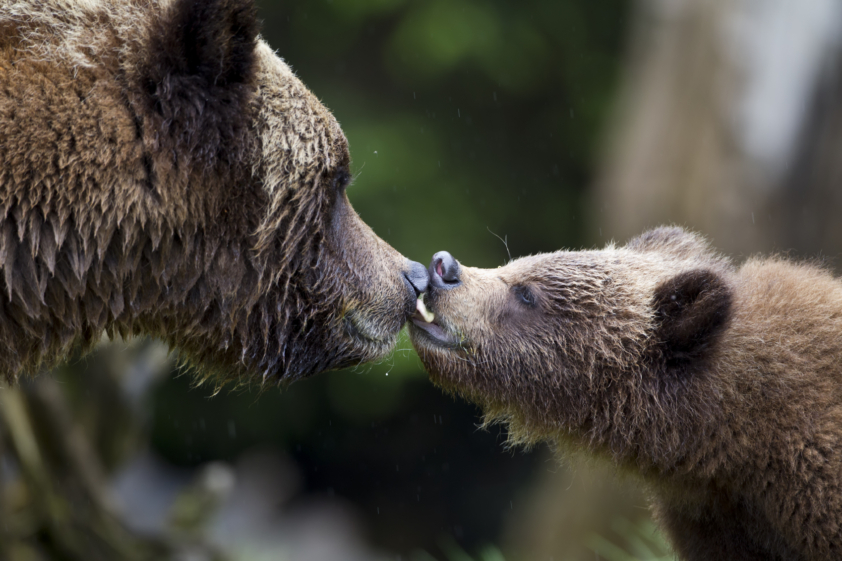 Il faut plus d'ours dans les Pyrénées © TDImage / iStock